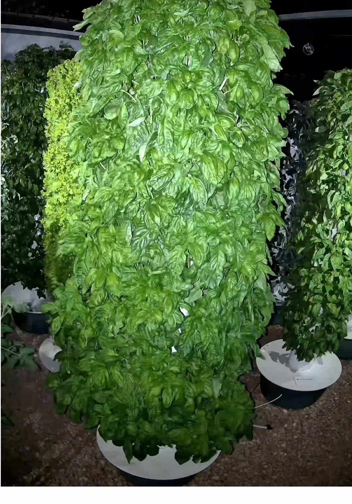 Crops grown on aeroponic towers grow significantly faster, producing higher yields per square meter while using much less water and space than traditional farming. The system is fully automated, and once you assemble your tower and transplant the seedlings, it takes care of itself. Nutrient dosing and irrigation run on autopilot, leaving you to simply enjoy the harvest. #farming #agriculture #gardening #aeroponics #vegetables #verticalfarming #hydroponics #soilless