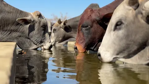 It’s getting very hot and dry now, the Borans need plenty of fresh water. #Boranbreed #bulls #zambiantiktok🇿🇲#cattle #viralvideos 