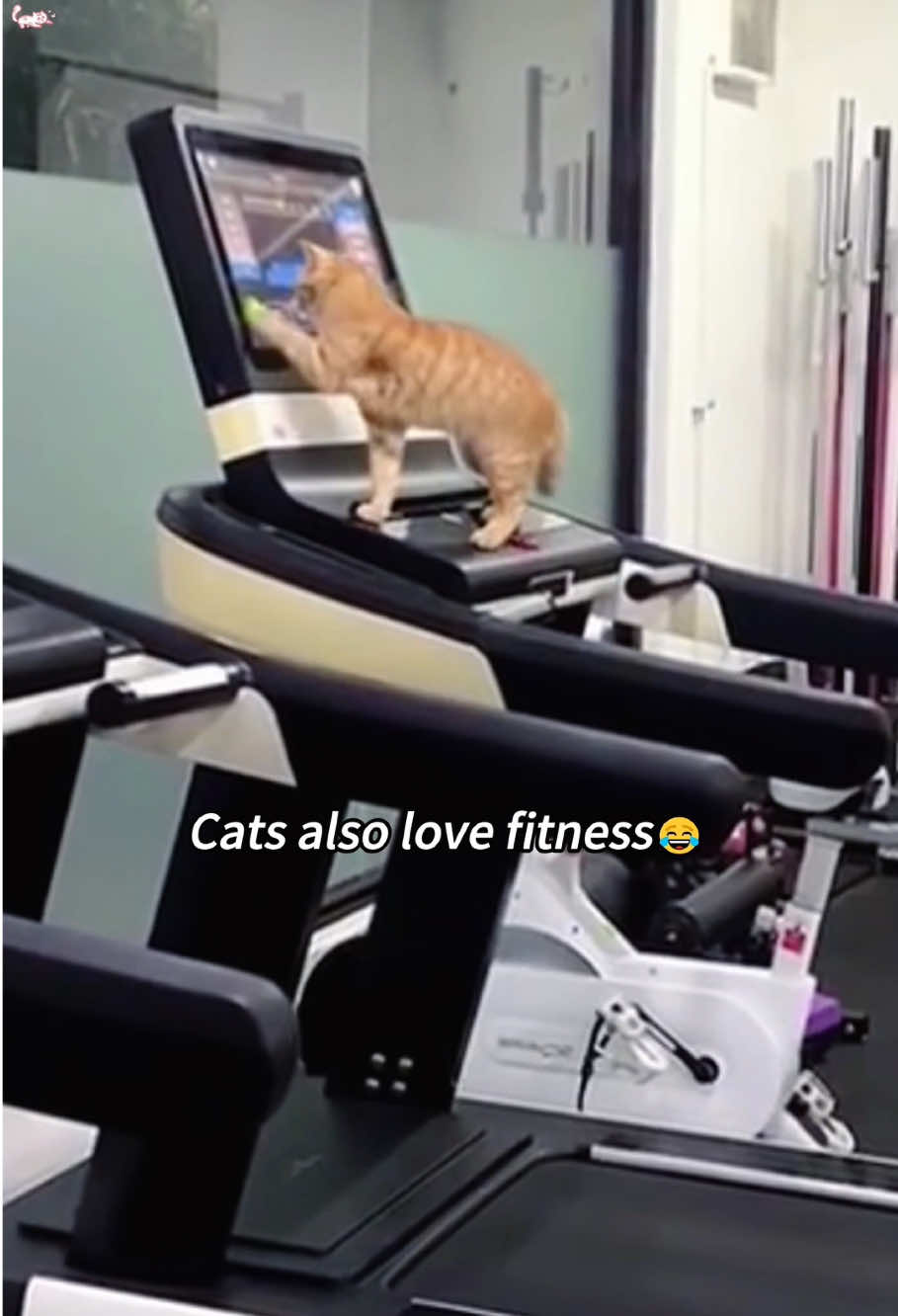 When a cat thinks it’s human🐱#cat #funnycat #funnyvideos #funnytiktok #tiktok #cute #cutecat #foryou #fyp 