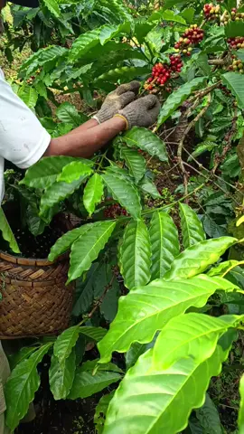 kopi robusta  #coffeelover  #barista  #coffee  #coffeetime  #coffeeshop 