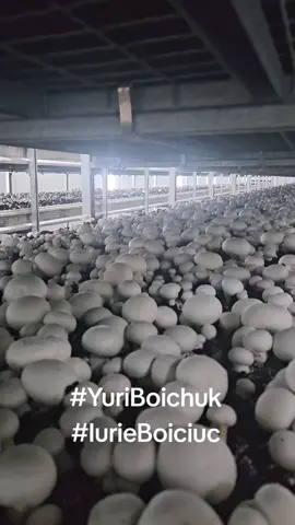 #MushroomConsultancy #UMDIS #mushrooms #mushroomfarming #mushroom 