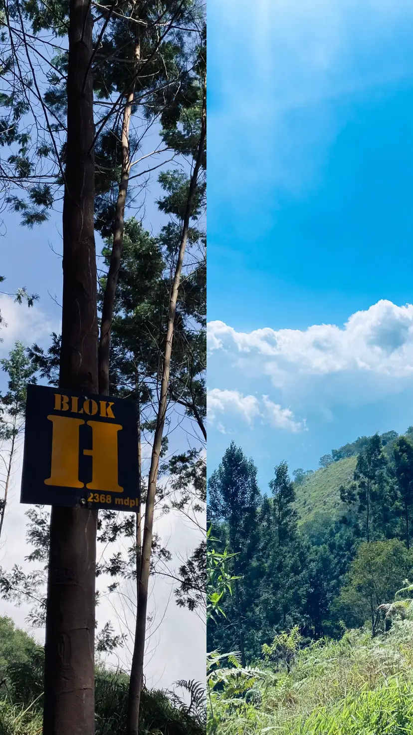 #mountain #sumbingmountain #viagajahmungkur #trending #split 
