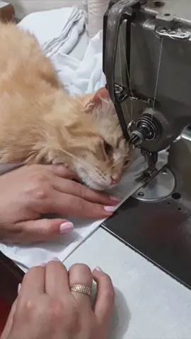 #cat#funny#catsoftiktok#foryou#fyp