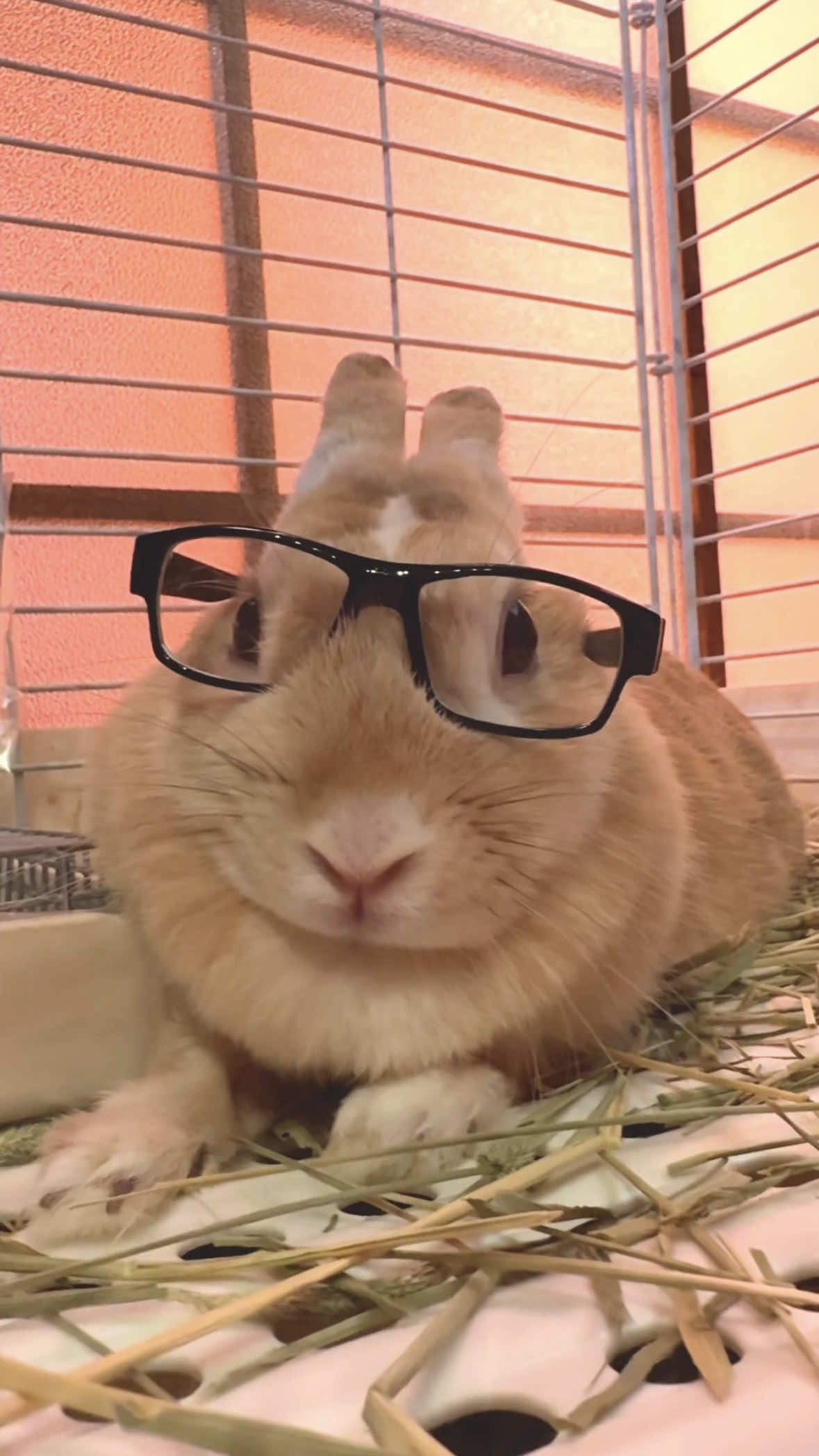 ツムメガネ♡ #うさぎ #うさぎのいる暮らし #ミニレッキス #ミニウサギ