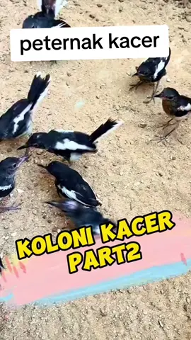 peteenak burung kacer #kicaumanianusantara #kacermaniaindonesia 