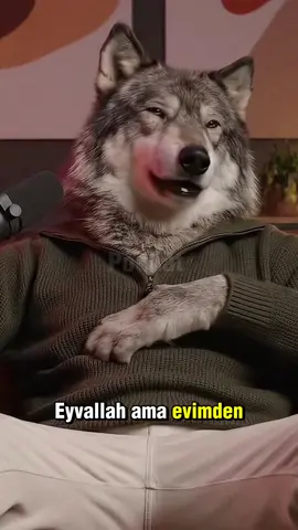 Bugün PodCat stüdyosunda Börü var. Doğanay Vural’ın sadık dostu konuk koltuğunda. Acaba buradan sonra yolculuk nereye? 🐺 @Doğanay Vural #podcattv #podcat #podcast #börü #kedi 