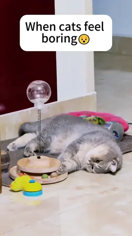 Bored cat 🥰🥰#interesting #cat #cute #fyp #viral 
