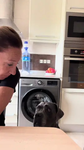Imposible negarle pollito 🥹 #perros#dogs#doglove#mascotas#perrofeliz 