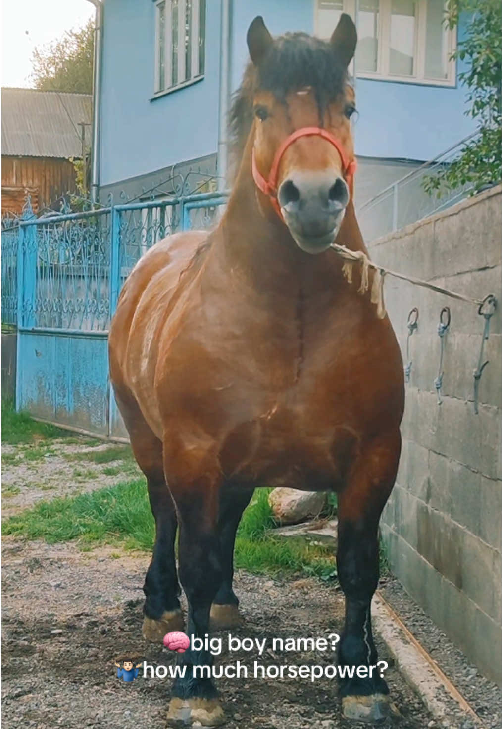 This horse looks like it skipped pony stage and went straight to V8 mode 😂 What would you name this absolute unit? And be honest… how many actual horsepower do you think he’s packing? @alexfarcas99cay 🎥 #f#fypf#foryouh#horsefunny