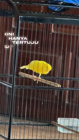 Ekornya bikin candu 🥰 #fyp #foryoupage #kenarimaniaindonesia #kicaumania #kenarimania 