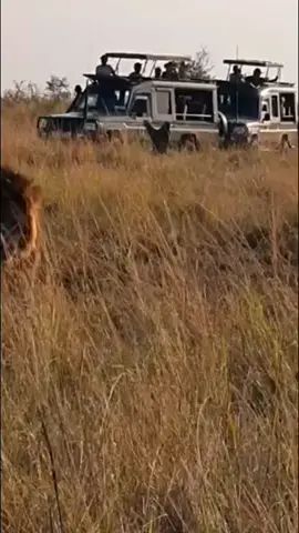Oloshipa with a Rongai cub this morning.. Both Oloimina and oloshipa are supposedly around the Rongai Pride as of yesterday. The Rongai cub walks alongside Oloshipa mimicking his movements. Credit olo.bross DISCLAIMER: This video is for educational and informative purposes and therfore classed as educational or informative content under section 107 of the copyright act  #fyp #justiceforalllions #MasaiMara #wildlifephotography #blackrockboys 