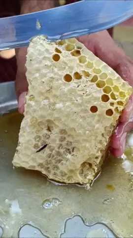 Zortrax Honey Group honey combs 