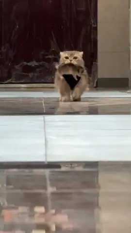 #cat #cutecat #funnycat #catsoftiktok #kitty 