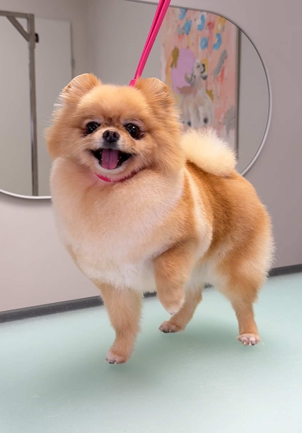 Fluffball alert ✂️🐾🫶🏻 #sptiz #dogtok #doggroomer #doggrooming #furryfriends #dogsoftiktok #doggroominglife #doggroom 