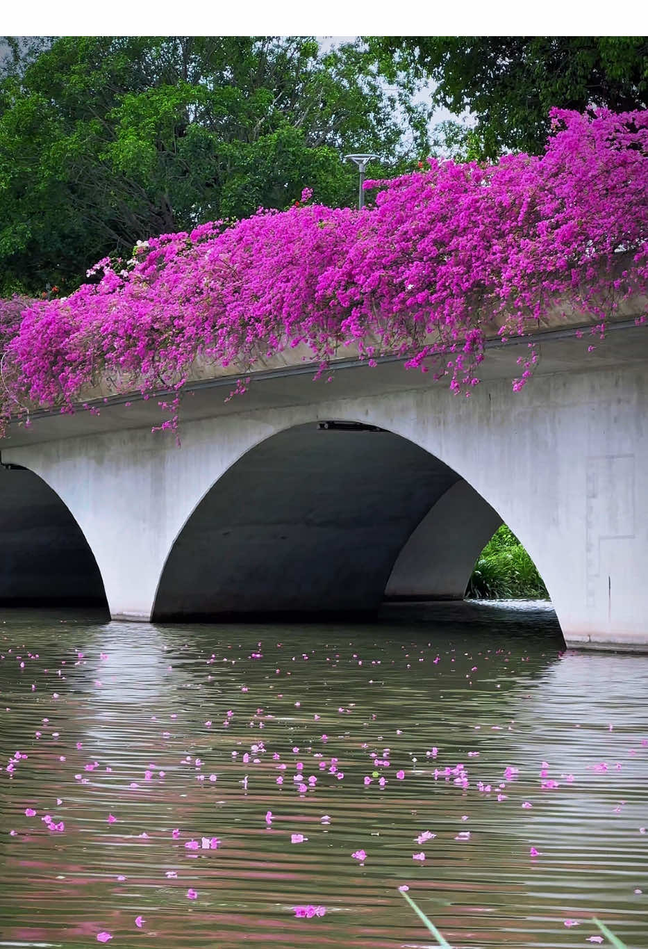 Hoa rụng mặt hồ lên hình cũng chill sau hơn 1 tuần rực rỡ, hôm nay hoa giấy làng Ecopark bát đầu rụng nha các bạn #nhatoiecopark #ecoparkhungyen #phiductoan #hoagiay #binhyen 