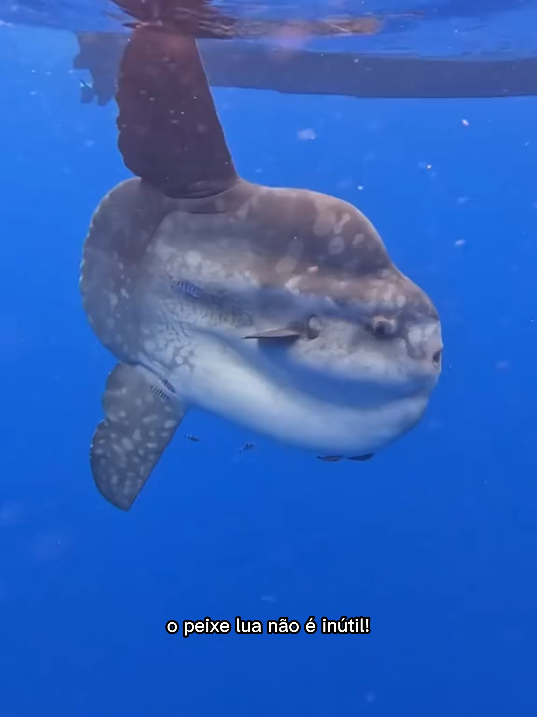 O PEIXE LUA NÃO É INÚTIL!