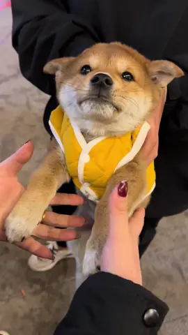 Happy dogs🐶#🥰🥰🥰#animals#dog#happydog#cutedogs