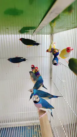 Gouldian Finch #♥️💜🤍❤️🖤🧡💚💙💛 #foruyou #ayanbirdssargodha #45sb #Goulidanfinch 