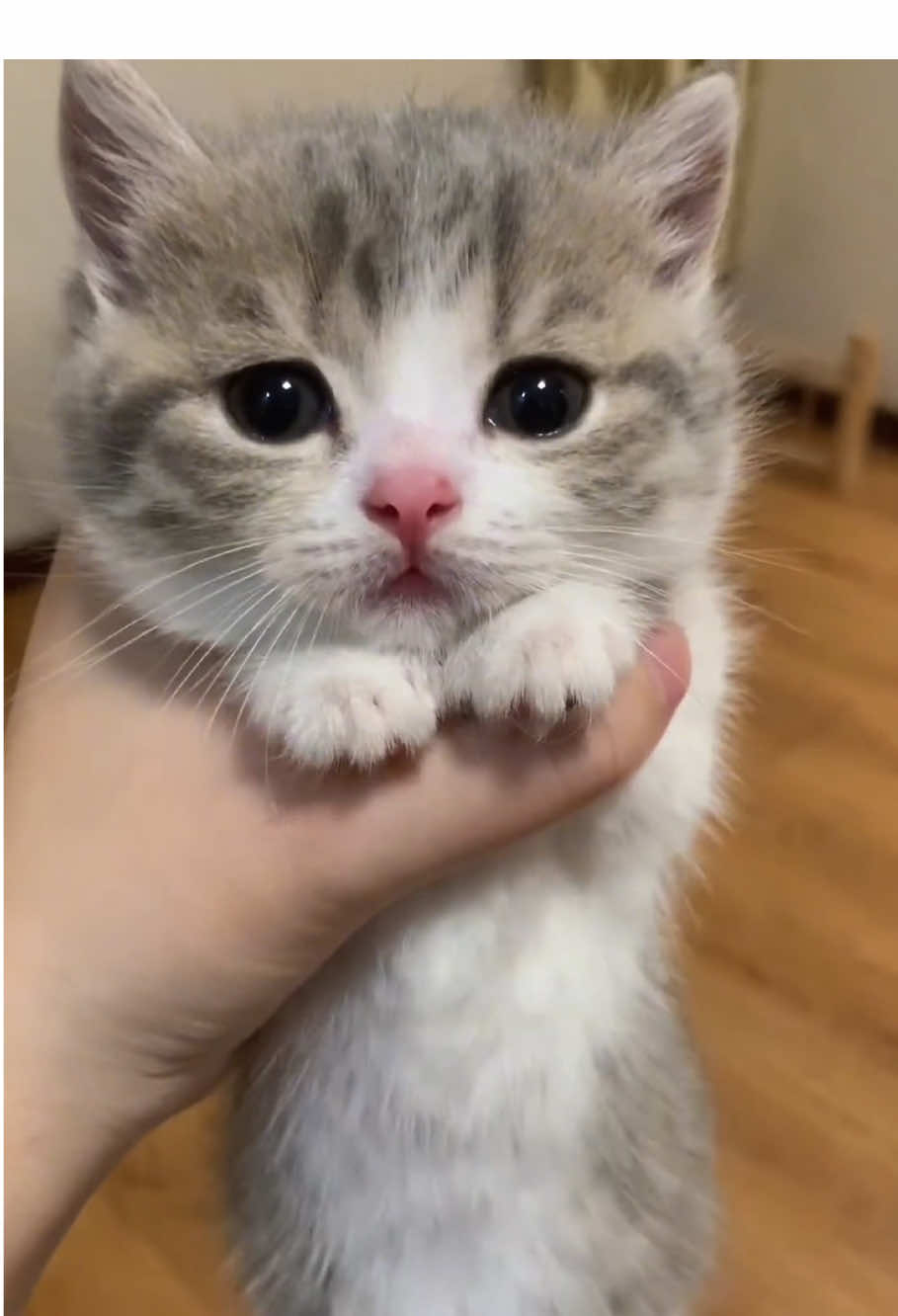 The cutest kitten#catsoftiktok #funnycatsoftiktok #foryou #cutecat #catsoftiktok 
