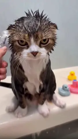 Do you like bathing the cat?#catsoftiktok #cats #funnycat #fyp #cutecat #foryou