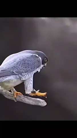 #мағыналысөз 
