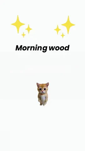 Morning Wood explained by cats #catanimation #kittycat #cats 