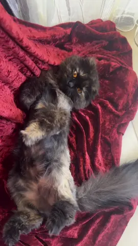#fyp #catsoftiktok 