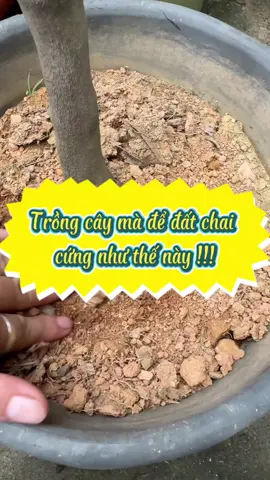 trồng cây trong chậu, bạn đừng để đất cứng lại, không thì cây nào mà phát triển được.#chamsoccay #caitaodat #trongcaytainha #trongcaysieude #phuchoicay 