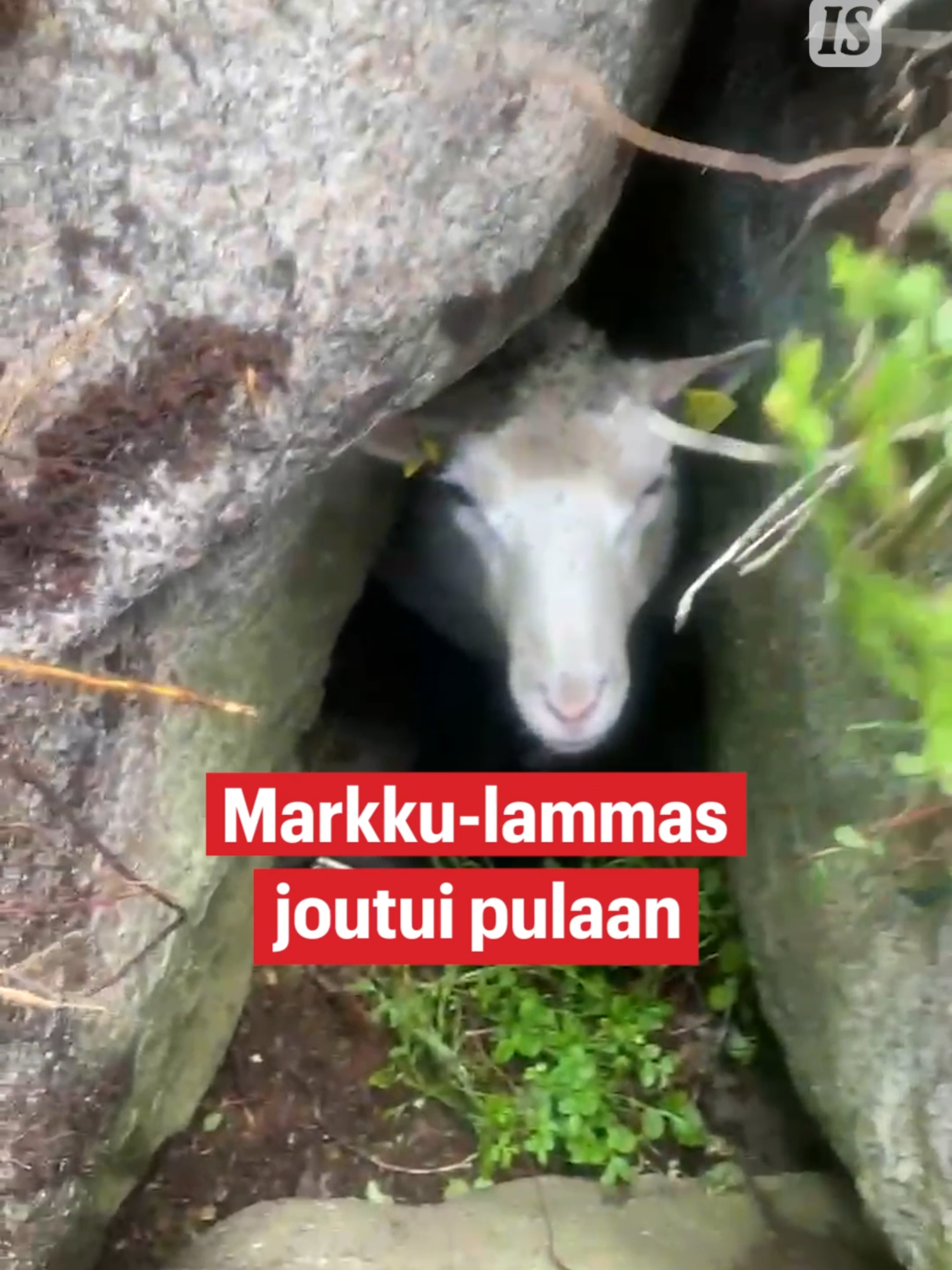 Markku-lammas sai tungettua itsensä kiipeliin Korpilahdella Jyväskylässä. Lammas pelastui, kun sen surkea määkiminen kuului metsässä. Nyt Markku voi jo hyvin! Video: Sini Vuorikivi #lammas #markku #uutiset #iltasanomat