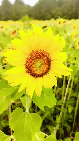 Good morning, have an amazing day!
