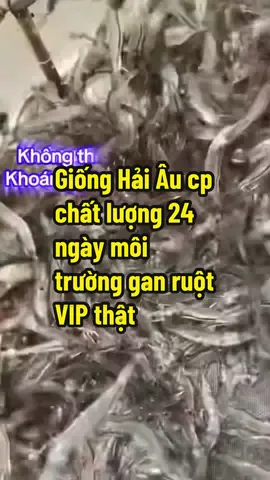 Giống Hải Âu cp 24 ngày môi trường vì sinh ăn bộ đôi gan ruột và khoáng dinh dưỡng phòng ngừa nấm đồng tiền #minhtranvlog #gionghaiaucp #bodoiganruot #namdongtien #khoándinhduong 