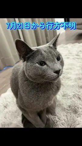 宮崎県都城市でロシアンブルーの迷子猫を探しています。オスで去勢済みです。もう1ヶ月経ちますが見つかっていません。脱走の原因は私が玄関掃除の際に周りを確認せずに扉を開けてしまったためです。ペットレスキューを依頼して来てもらいましたが見つかりませんでした。宮崎県都城市にお住まいの方へ、なるべく多くの方へ情報を届けたいです。最後まで読んでくださった皆さま、どうか、どうか拡散のご協力をよろしくお願いします。#宮崎県 #都城 #猫 #ペットレスキュー #迷子猫 