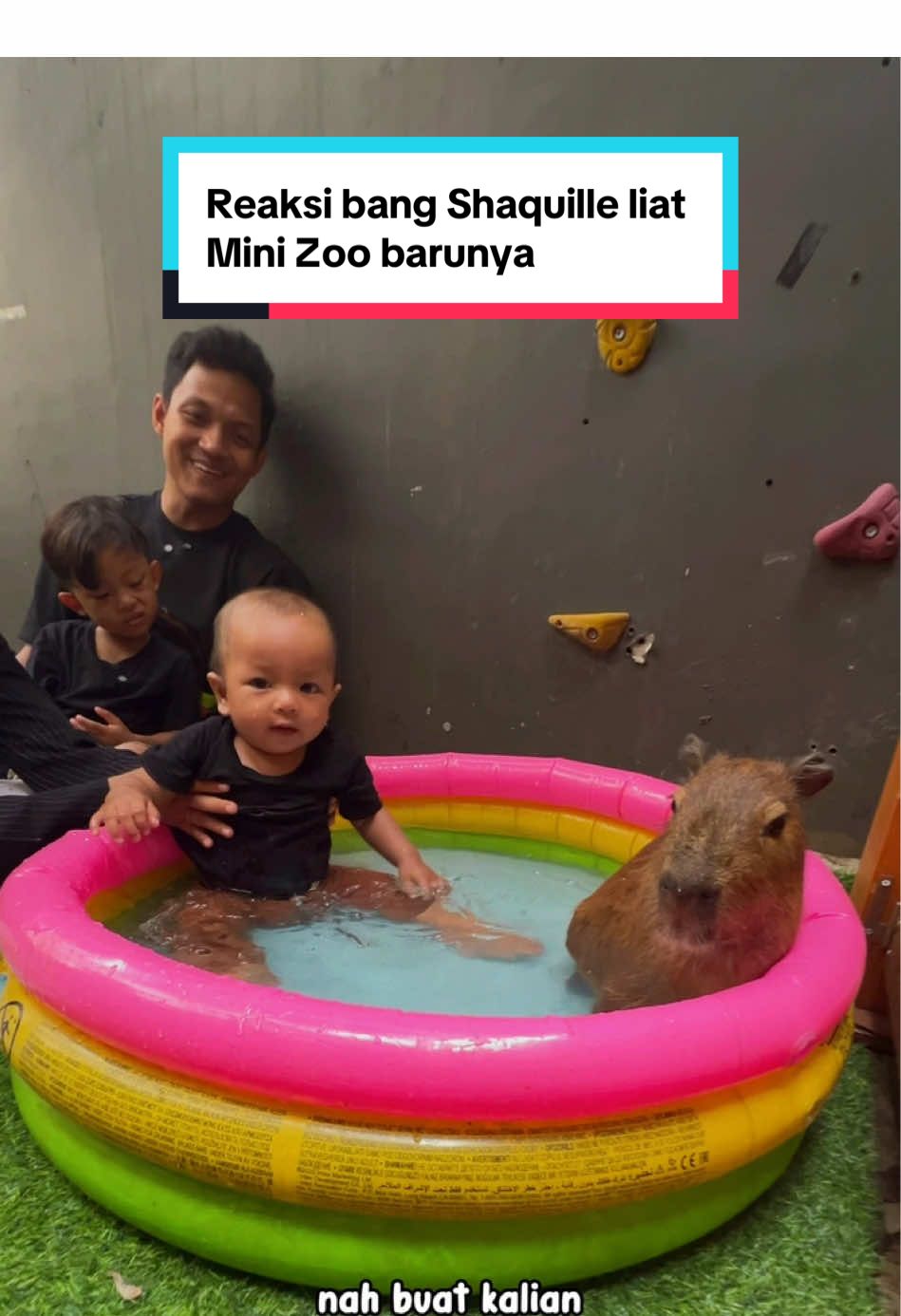 Selain Capybara, kita tambahin apalagi yaa? apa domba merino ⁉️🤔🤩 #azmannis #azmanannis #shaquilleelshirazy #shaquilleannisaoy #animallovers 