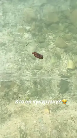 Г@вна везде хватает😂😂😂#гавно #море #отпуск #хорватия #croatia 