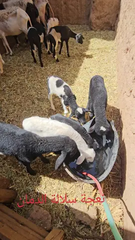 #نعجةسلالةالدمان 