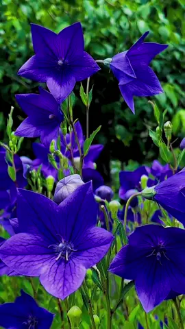#夏の学び直しキャンペーン #美しい花景色  勝香寺の桔梗花#Beautiful  Scenery In Shizuoka Japan 