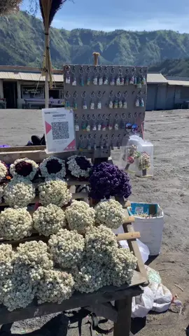 jangan bawa bunga edelweiss buat pasanganmu,tapi bawa pasanganmu ke tempat dimana bunga itu tumbuh dan lihat keabadiannya🥰 #bromo #bromotenggersemeru #edelweiss 