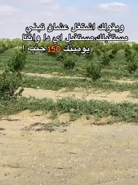 الحمدلله 🥇⬆️#مزارع اولاد عتمان#foryou #foryoupage #explore #repost #مصر_السعوديه_العراق_فلسطين #الوطن_العربي 
