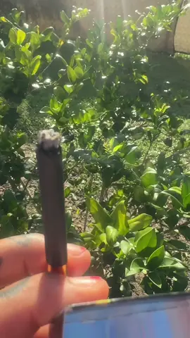 ✨ Ready to take a deep breath without the guilt? ✨ Our Herbal Sticks are 100% 🌱 natural, THC-free & nicotine-free — designed for those who want the vibe without the bad habit. 🚭💨 🔥 Smoke it like a stick or steep it in hot water for a soothing herbal tea. Two ways to enjoy, one clean lifestyle shift. Perfect for anyone looking to ditch nicotine, reduce stress, or just enjoy a natural alternative. 💚 🛒 Grab yours now on TikTok Shop and make the switch today! #HerbalSticks #SmokeFreeLifestyle #QuitSmokingSupport #NicotineFree #THCFree    