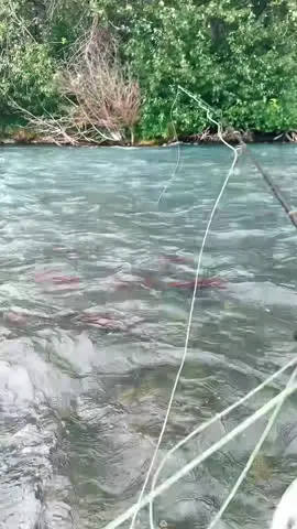 River is popping, the bead bite is here 💪🏻. #alaska #flyfishing 