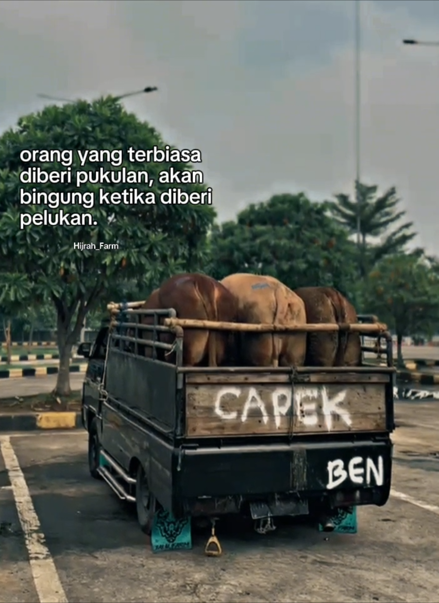 Jalan hidup laki laki #peternaksapiindonesia  #peternaksapimuda  #hijrah_farm  #sapiqurban  #peternakmuda 