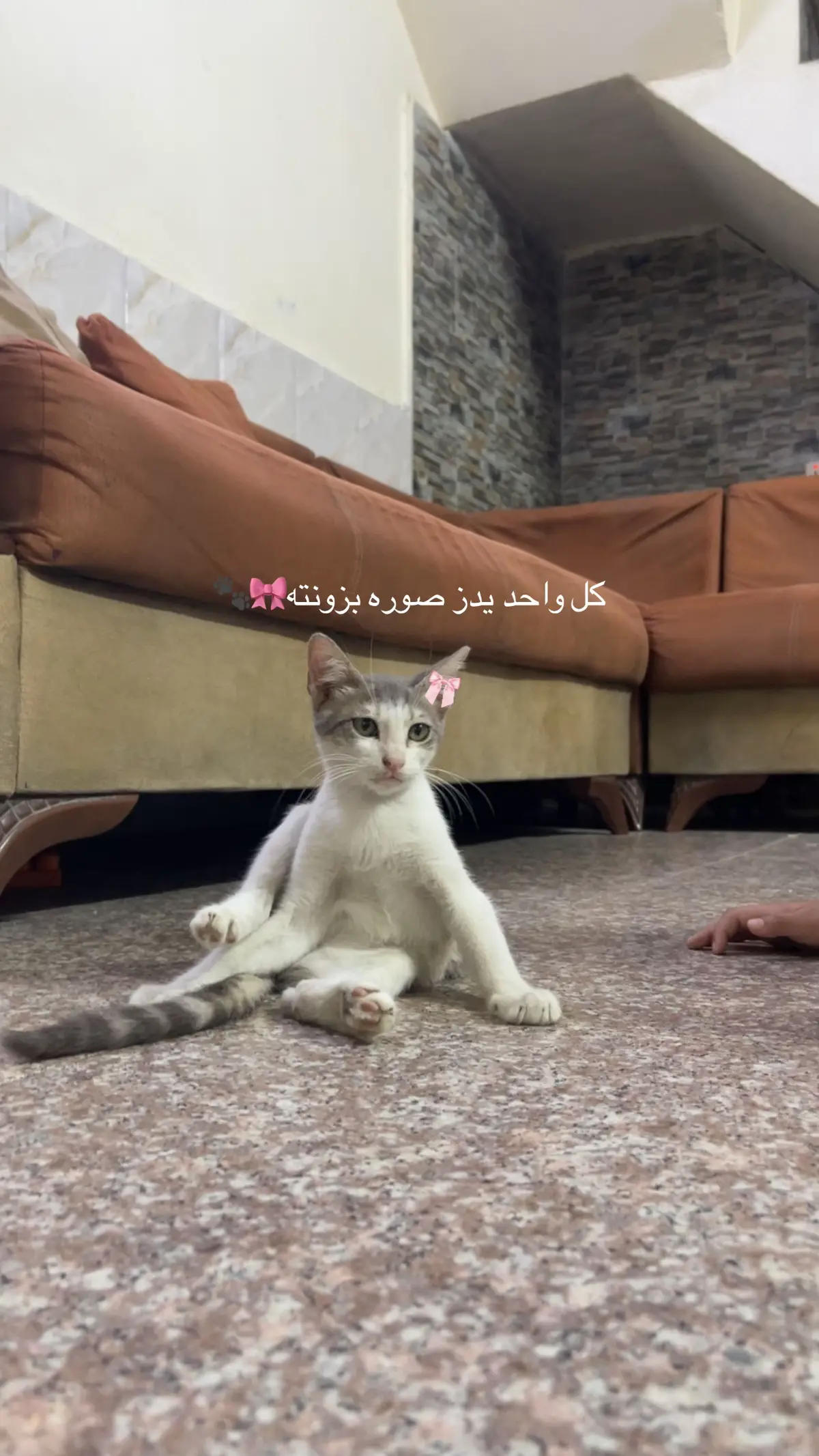 حمص #بزونهہ🐈 