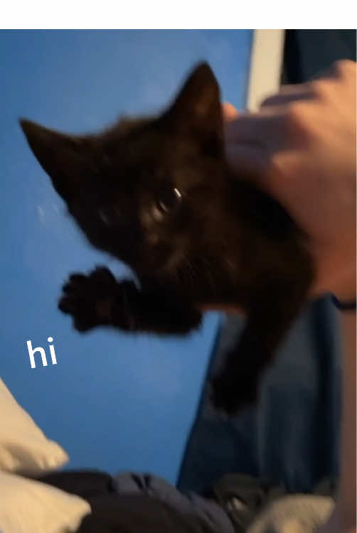 When I had a polite cat 🐱 #catsoftiktok #cat #tiktok #usa🇺🇸 #kitty 