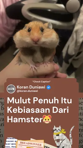 Hamster adalah hewan kecil yang lucu, imut, dan sering dijadikan hewan peliharaan karena sifatnya yang ramah serta perawatannya yang relatif mudah. Fakta unik tentang hamster adalah mereka memiliki pipi elastis yang bisa menyimpan makanan dalam jumlah cukup banyak. Bahkan, hamster dapat membawa makanan hampir seberat tubuhnya di dalam kantung pipi tersebut untuk disimpan di sarang. Selain itu, hamster adalah hewan nokturnal, artinya mereka lebih aktif di malam hari dan cenderung tidur pada siang hari. Hamster juga dikenal sangat menjaga kebersihan, mereka akan sering menjilati tubuhnya untuk memastikan bulunya tetap rapi. Menariknya, hamster memiliki indra penciuman yang tajam sehingga mampu mengenali pemiliknya melalui bau, meskipun penglihatannya tergolong lemah. Fakta lain yang mengejutkan, gigi hamster akan terus tumbuh sepanjang hidupnya sehingga mereka perlu menggigit benda keras untuk mengikis giginya. Inilah yang membuat hamster unik, menggemaskan, sekaligus menarik untuk dipelihara. Mulut yang penuhnya bikin pengen dicium itu lho🐹 Follow supaya nggak ketinggalan info lainnya :D #fyp #news #world #animals #hamster 