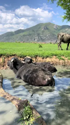 What cools you down on a scorching day? In Țara Hațegului, the buffalo have already figured it out, sinking their hulking bodies into ponds where the water clings like a velvet cloak, shade-draped by ancient trees. They graze in slow motion across meadows so green they look stolen from childhood dreams, while birds embroider the silence with thin, piercing threads of song. Heat does not torment them, it crowns them, as if the sun itself bows to their immovable calm. These aren’t mere animals, they are the keepers of a land that refuses to hurry. Their weight presses into history, heavier than any citadel stone or monastery wall. Each step reshapes the soil, each pause rewrites the air. For centuries, their milk filled tables, their strength tilled the stubborn earth, their presence defined survival itself. The buffalo here are not symbols, they are sovereigns—living testaments to a pact between human hunger and nature’s patience. And as you stand before them, lulled by the slow rhythm of chewing jaws and water rippling around their flanks, a thought intrudes: maybe they are wiser than us. They know that to yield is not to lose, that to rest is to endure. Watching them is like being handed a truth you’ve always ignored. Would you dare to live with such unapologetic ease? Or are you too entangled in a world that never allows you to stop? Video by @Bivolii din Țara Hațegului  [Țara Hațegului, Water Buffalo, Rural Romania, Summer Heat, Shady Ponds, Grazing Meadows, Birds Singing, Carpathian Foothills, Green Landscapes, Traditional Farming, Pastoral Romania, Cultural Heritage, Lazy Afternoons, Untamed Wilderness, Slow Living, Ancient Land, Natural Harmony, Local Traditions, Pastoral Stillness, Timeless Beauty] #romania #travel #nature #wildlife