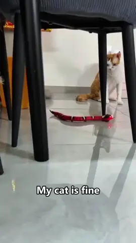 #дуэт с @Fluffy Mayhem #CatsOfTikTok 