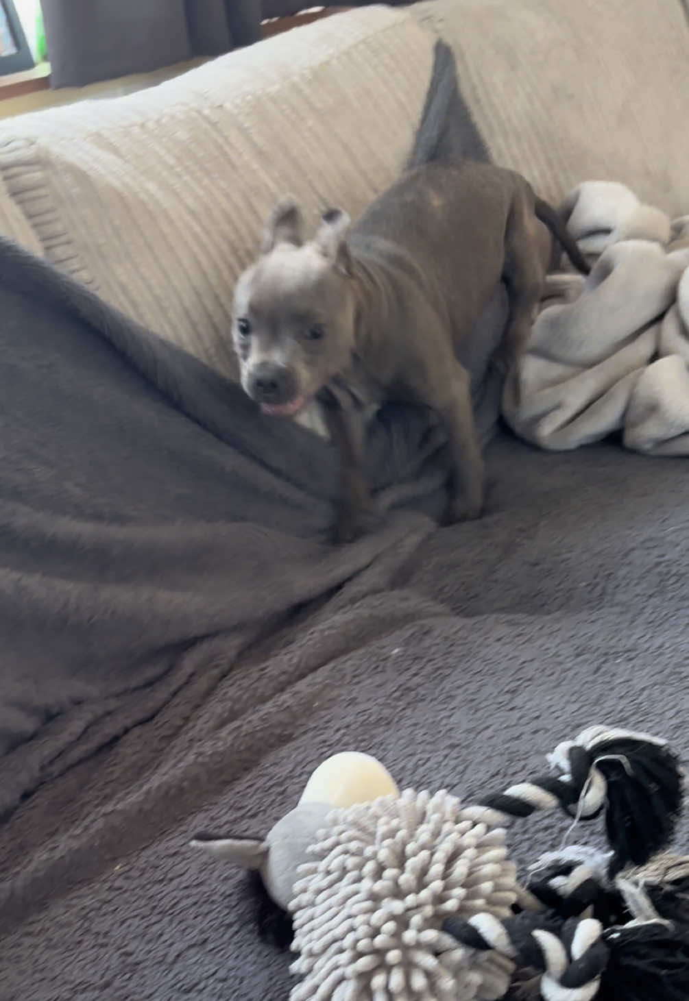 Zoomie time is the best time #zoomies #dogzoomies #staffordshirebullterrier #staffiesoftiktok #staffypuppy 