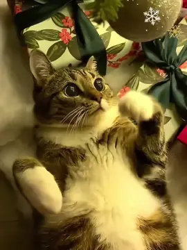 There are 125 days until Christmas #fyp #cat #catlover #gift #christmas 