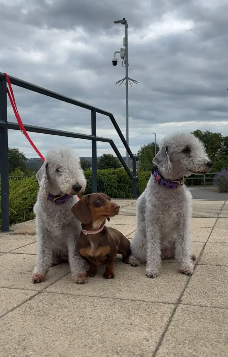 #bedlingtonterrier#minidachshund#foryoupage 