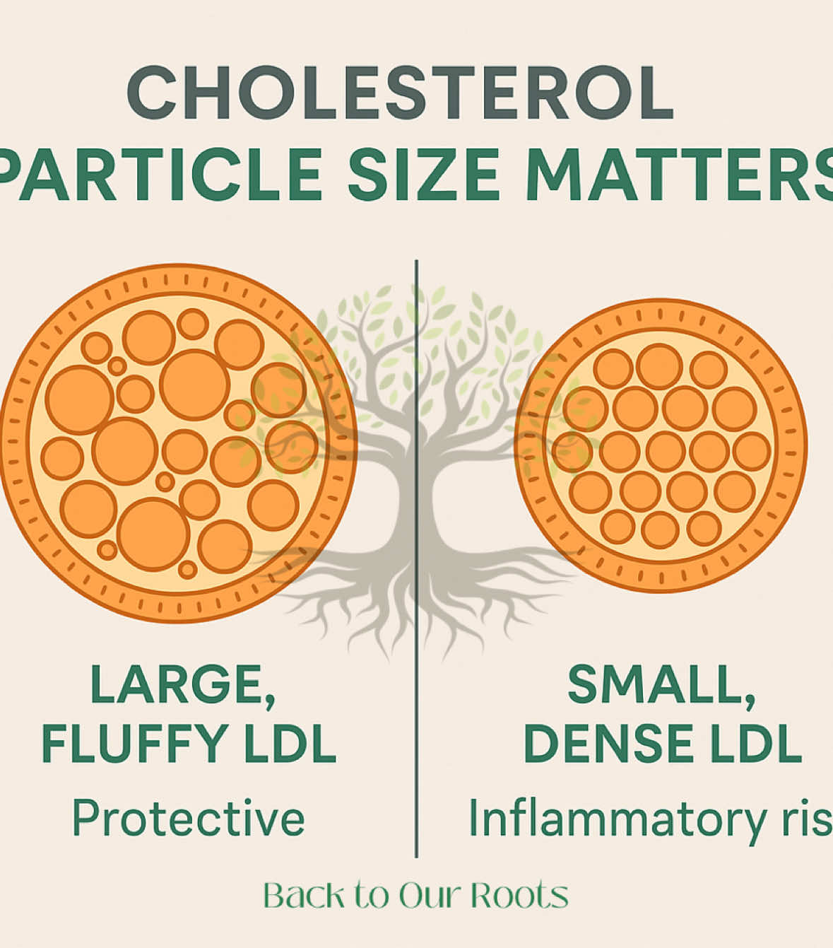 🧪 Cholesterol Particle Size Matters Most standard cholesterol panels only show total cholesterol, LDL, and HDL, but they don’t tell us about the size of your LDL particles. This is important because: 	•	Large, fluffy LDL particles → less likely to stick to artery walls, generally lower risk. 	•	Small, dense LDL particles → more likely to penetrate blood vessels, oxidize, and trigger plaque buildup. ⸻ 🔍 How Do We Test Particle Size? 	•	A regular lipid panel won’t tell us particle size. But we can assume one has smaller cholesterol particles if HDL is low and triglycerides are high.  	•	To see this, we order an advanced cardiac lipid panel (sometimes called NMR Lipoprotein Profile, Cardio IQ, or lipoprotein ion fractional mobility). 	•	These labs measure LDL particle size and number (LDL-P), which gives a much clearer picture of cardiovascular risk. ⸻ 🌱 How to Shift LDL from Small/Dense → Large/Fluffy The good news: lifestyle and nutrition play a huge role in particle size. 	•	Lower sugar & refined carbs → excess sugar shrinks LDL particles into the small, dense form. 	•	Increase omega-3s (wild salmon, sardines, chia, flax, or fish oil) → help shift LDL to the larger, healthier form. 	•	Exercise regularly (especially strength training & cardio) → improves particle size and lowers triglycerides. 	•	Eat healthy fats (olive oil, avocado, nuts, coconut, grass-fed butter/ghee) → support better LDL quality. 	•	Manage stress & inflammation → chronic inflammation worsens small LDL dominance. ⸻ ✅ Takeaway: Cholesterol is not just about numbers — it’s about quality over quantity. By running the right labs and supporting your body with whole foods, movement, and healthy fats, we can shift LDL from small, dense, and risky → to large, protective, and heart-healthy. #CholesterolTruth #HeartHealthMatters #RootCauseMedicine #FunctionalMedicine #HolisticHealing #BackToOurRoots #B2OR2024 #HolisticHeartHealth #MetabolicHealth #CholesterolEducation #InflammationNation #GutHeartConnection #HolisticWellness